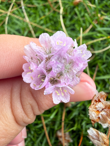 Sea Thrift