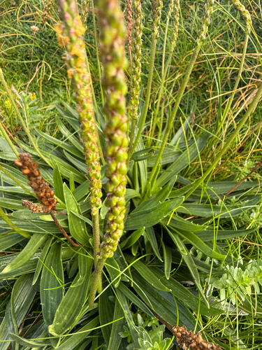 Sea Plantain