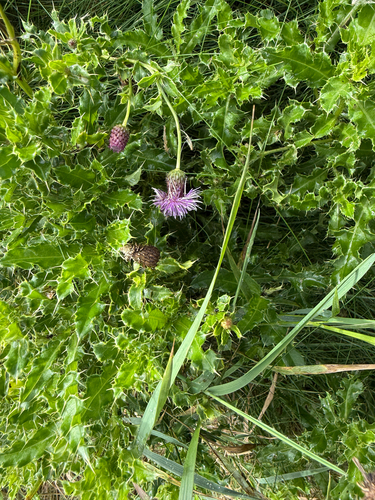 creeping thistle