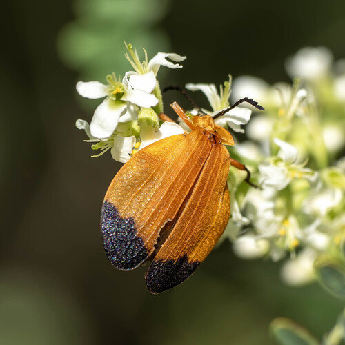 Lycus fernandezi
