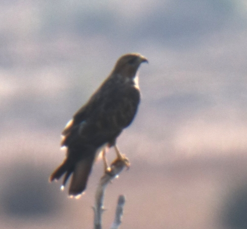 Atlas Long-legged Buzzard