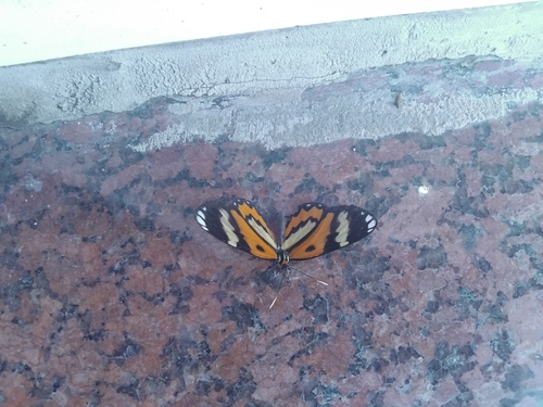 Pagyris euryanassa