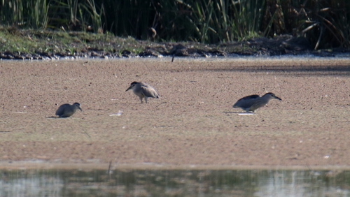 Black-crowned Night Heron