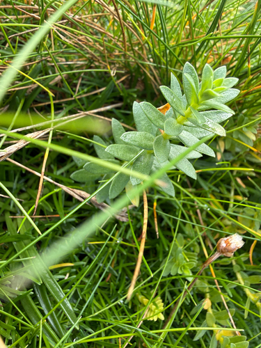Sea Milkwort