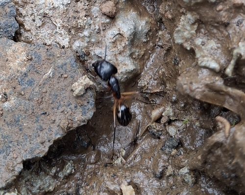 Spotted Sugar Ant