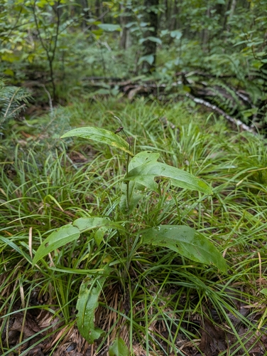 Northern Wild Comfrey