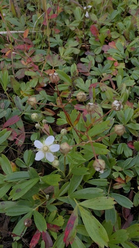three-toothed cinquefoil