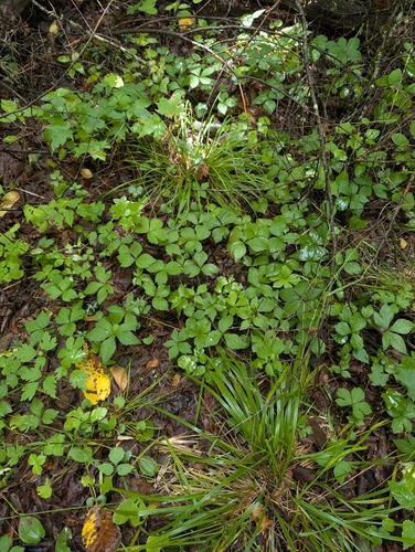 large-fruited sanicle