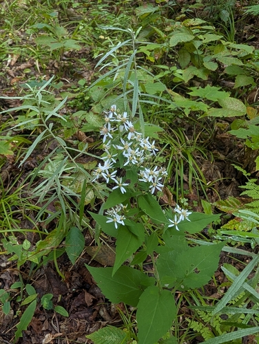Common Blue Wood Aster