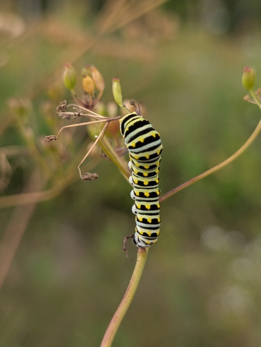 Black Swallowtail