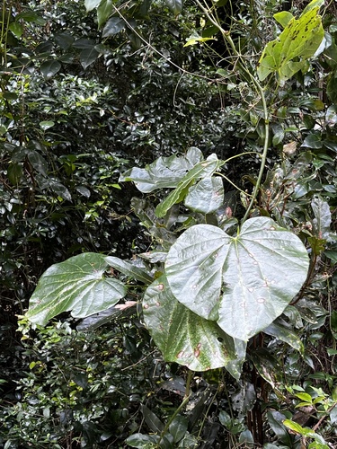 Big-Leaf Vine