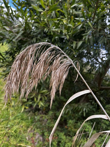 common reed