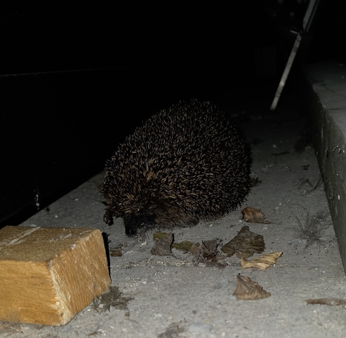 Common Hedgehog