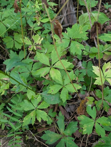 Clustered Sanicle
