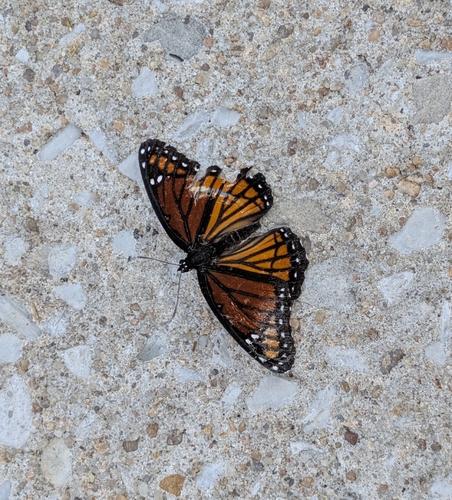 Viceroy