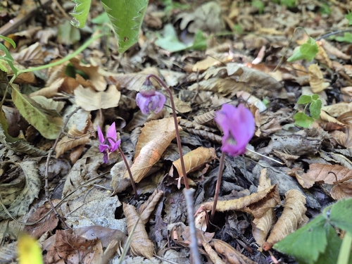 European Cyclamen