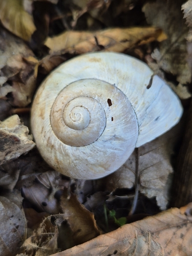 Roman Snail