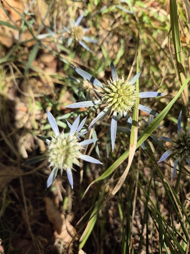 Italian Eryngo