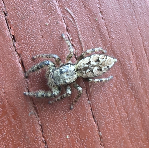 Fencepost jumping spider