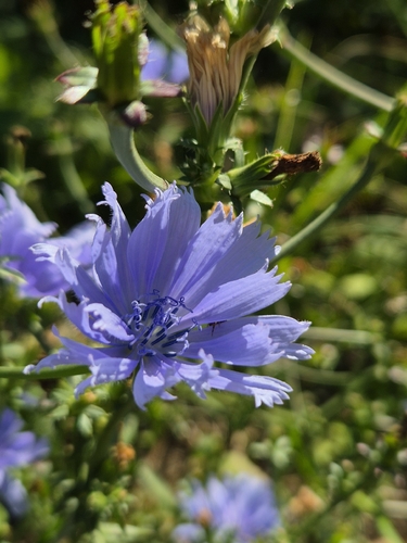 chicory
