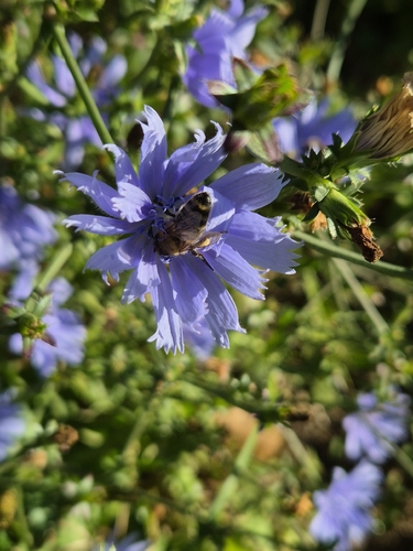 Western Honey Bee