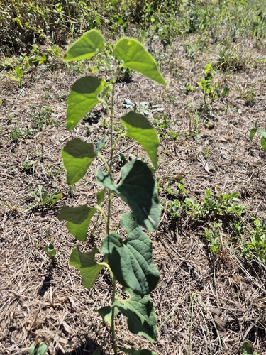 Birthwort