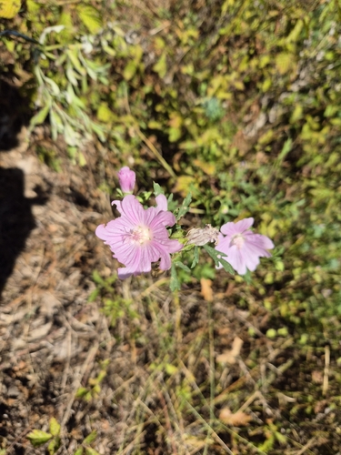 Greater Musk-mallow