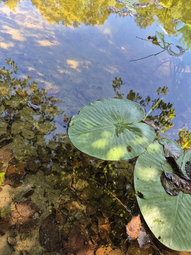 yellow water-lily