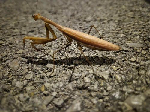 European Mantis