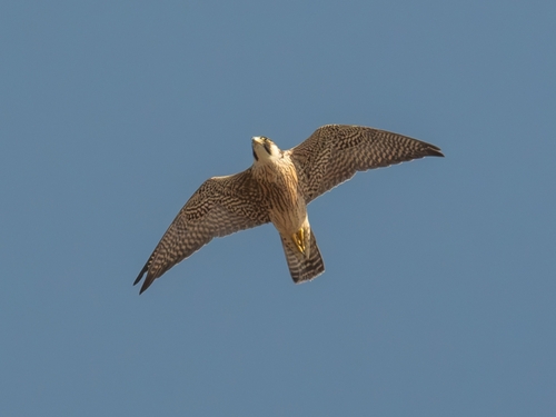 Peregrine Falcon