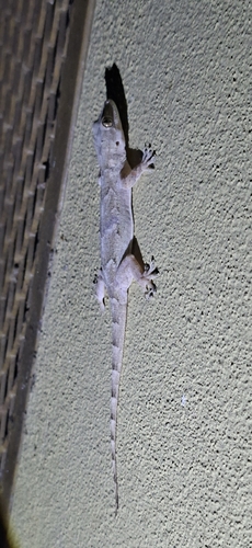 Tropical House Gecko