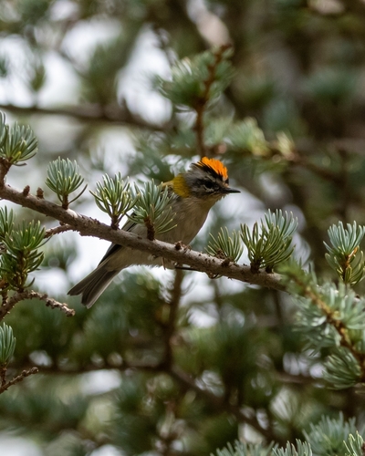 Common Firecrest