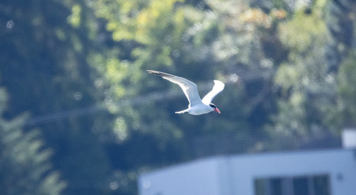 Caspian Tern