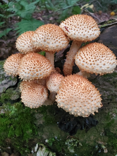 Sharp-scaly Pholiota