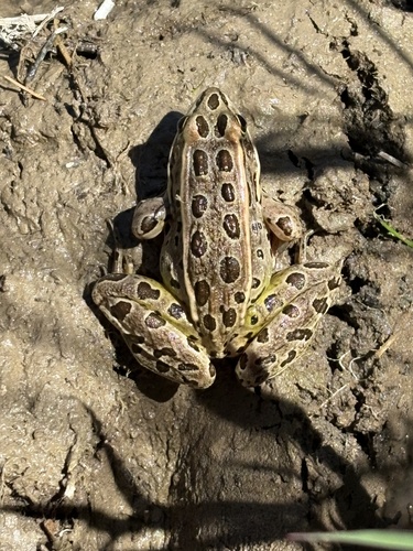 Northern Leopard Frog