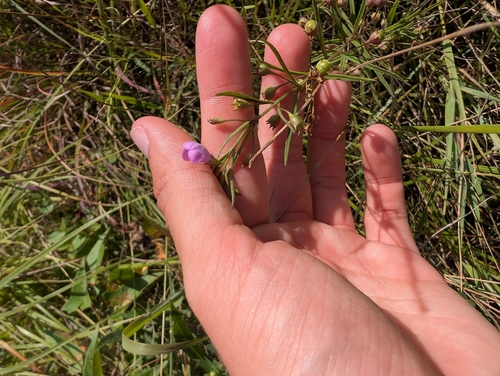 slender false foxglove