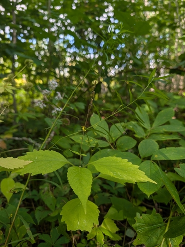 American lopseed
