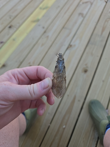 Summer Fishfly