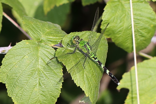 Eastern Pondhawk