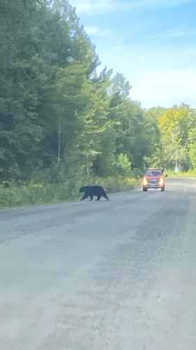 Black Bear sighting near Lake Huron