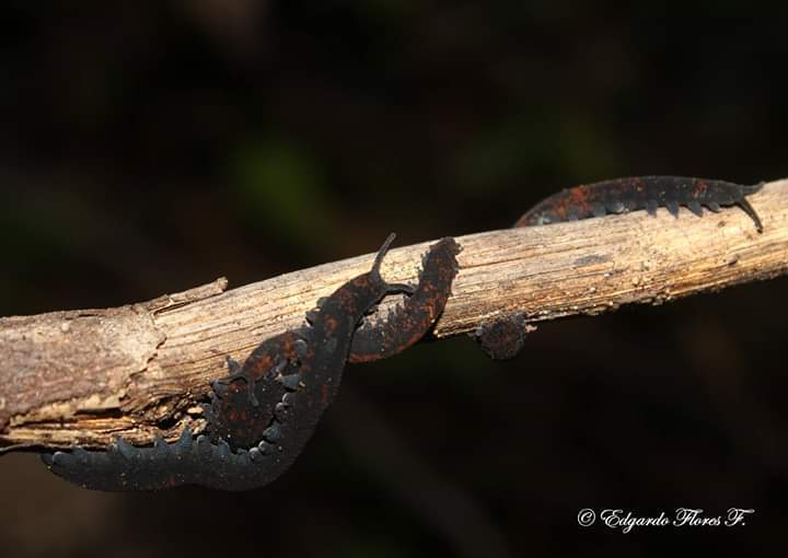 Metaperipatus inae from Cañete, Bío Bío, Chile on April 4, 2015 by ...