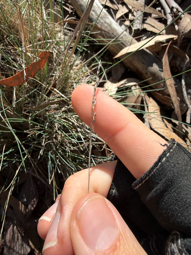 snow grass