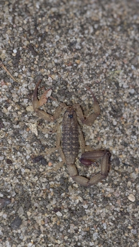 Russell's Scorpion