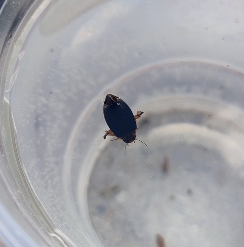 Rhantus gutticollis
