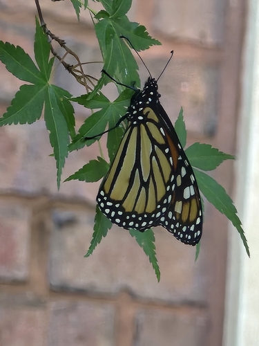 Monarch