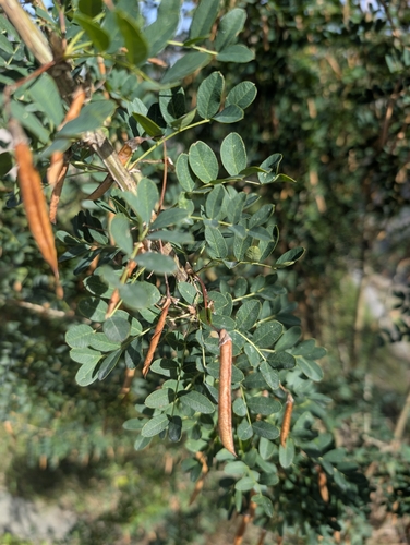 Siberian peashrub