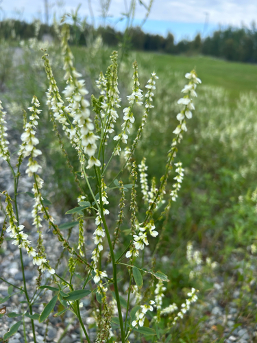 White Sweetclover