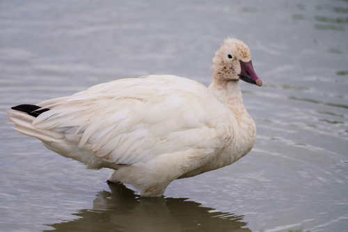 Snow Goose