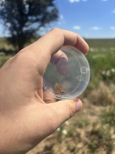 Prairie Arogos Skipper
