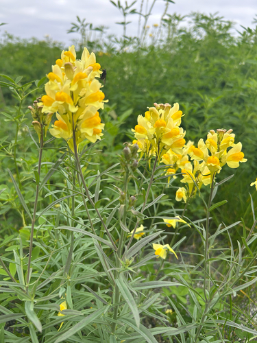 common toadflax